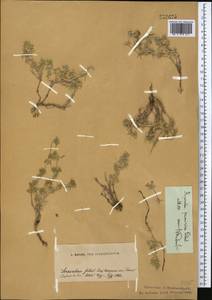 Asperula glomerata subsp. pamirica (Pobed.) Ehrend. & Schönb.-Tem., Middle Asia, Pamir & Pamiro-Alai (M2)