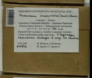 Lescuraea incurvata, Bryophytes, Bryophytes - North Caucasus & Ciscaucasia (B12) (Russia)