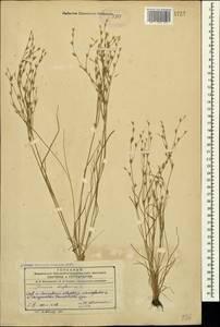 Juncus bufonius L., Caucasus, Azerbaijan (K6) (Azerbaijan)