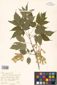 Acer negundo L., Eastern Europe, Moscow region (E4a) (Russia)