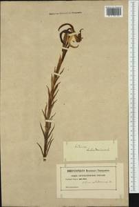 Lilium carniolicum Bernh. ex W.D.J.Koch, Western Europe (EUR) (Not classified)