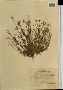 Arabidopsis lyrata subsp. kamchatica (Fisch. ex DC.) O'Kane & Al-Shehbaz, Siberia, Russian Far East (S6) (Russia)