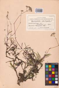 Gypsophila fastigiata L., Eastern Europe, North-Western region (E2) (Russia)