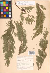 Juniperus sabina L., Eastern Europe, Lower Volga region (E9) (Russia)