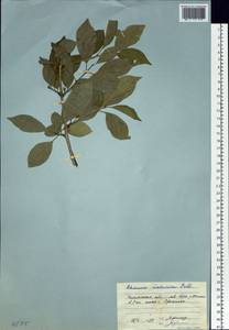 Rhamnus dahuricus (Makino) Kartesz & Gandhi, Siberia, Baikal & Transbaikal region (S4) (Russia)