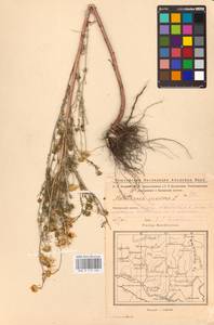 Tripleurospermum inodorum (L.) Sch.-Bip, Eastern Europe, Eastern region (E10) (Russia)