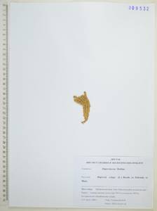 Huperzia selago (L.) Bernh., Siberia, Russian Far East (S6) (Russia)