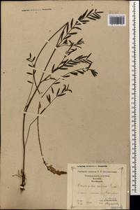 Onobrychis biebersteinii Širj., Caucasus, Georgia (K4) (Georgia)