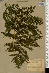 Athyrium filix-femina (L.) Roth, Caucasus, Stavropol Krai, Karachay-Cherkessia & Kabardino-Balkaria (K1b) (Russia)