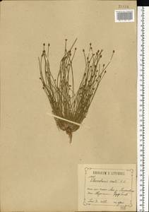 Eleocharis ovata (Roth) Roem. & Schult., Eastern Europe, Central forest-and-steppe region (E6) (Russia)