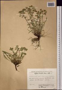 Bupleurum triradiatum Adams ex Hoffm., Siberia, Chukotka & Kamchatka (S7) (Russia)
