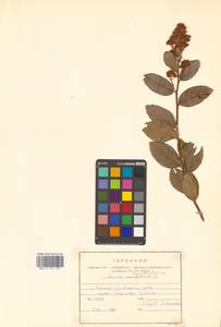 Spiraea salicifolia L., Siberia, Russian Far East (S6) (Russia)