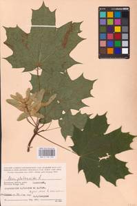 Acer platanoides L., Eastern Europe, Central region (E4) (Russia)