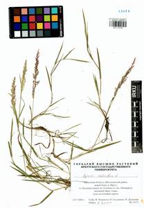 Agrostis stolonifera L., Siberia, Baikal & Transbaikal region (S4) (Russia)
