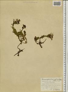 Dracocephalum palmatum Steph. ex Willd., Siberia, Russian Far East (S6) (Russia)