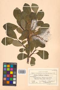 Salix arctica subsp. crassijulis (Trautv.) A. K. Skvortsov, Siberia, Chukotka & Kamchatka (S7) (Russia)