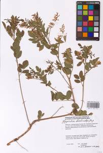 Glycyrrhiza uralensis Fisch. ex DC., Middle Asia, Caspian Ustyurt & Northern Aralia (M8) (Kazakhstan)