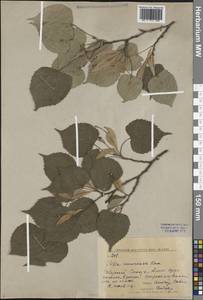 Tilia amurensis Rupr., Siberia, Russian Far East (S6) (Russia)