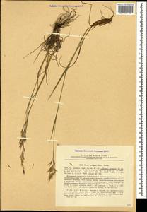 Bromus variegatus M.Bieb., Caucasus, Krasnodar Krai & Adygea (K1a) (Russia)