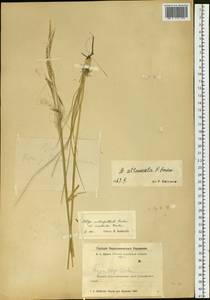 Stipa baicalensis Roshev., Siberia, Altai & Sayany Mountains (S2) (Russia)