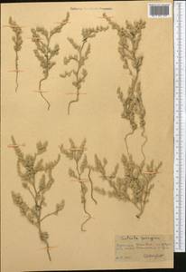 Kaviria gossypina (Bunge ex Boiss.) Akhani, Middle Asia, Kopet Dag, Badkhyz, Small & Great Balkhan (M1) (Turkmenistan)