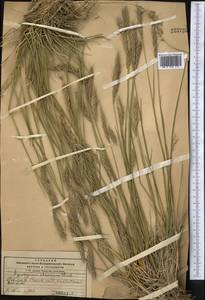 Kengyilia batalinii (Krasn.) J.L.Yang, C.Yen & B.R.Baum, Middle Asia, Pamir & Pamiro-Alai (M2) (Tajikistan)