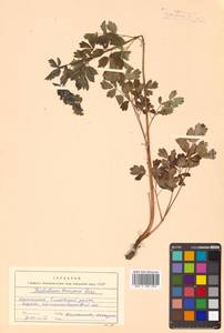 Thalictrum minus subsp. elatum (Jacq.) Stoj. & Stef., Siberia, Chukotka & Kamchatka (S7) (Russia)