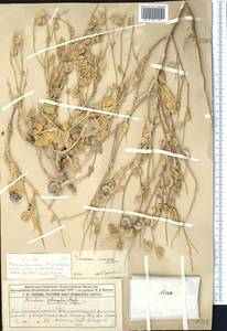 Isatis deserti (N.Busch) V.V.Botschantz., Middle Asia, Muyunkumy, Balkhash & Betpak-Dala (M9) (Kazakhstan)