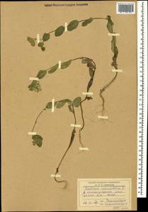 Bupleurum rotundifolium L., Caucasus, Dagestan (K2) (Russia)