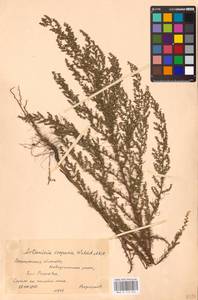 Artemisia scoparia Waldst. & Kit., Eastern Europe, Central forest-and-steppe region (E6) (Russia)