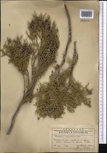 Juniperus excelsa subsp. polycarpos (K.Koch) Takht., Middle Asia, Pamir & Pamiro-Alai (M2) (Uzbekistan)