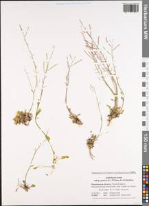 Arabidopsis lyrata subsp. petraea (L.) O'Kane & Al-Shehbaz, Eastern Europe, Northern region (E1) (Russia)