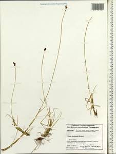 Carex lachenalii Schkuhr, Siberia, Central Siberia (S3) (Russia)