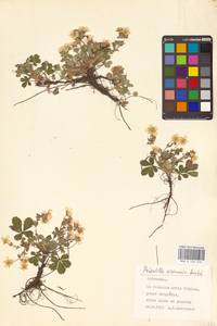 Potentilla cinerea subsp. incana (G. Gaertn., B. Mey. & Scherb.) Asch., Eastern Europe, Lithuania (E2a) (Lithuania)