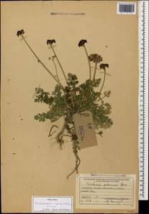 Dichoropetalum pschawicum (Boiss.) Pimenov & Kljuykov, Caucasus, North Ossetia, Ingushetia & Chechnya (K1c) (Russia)