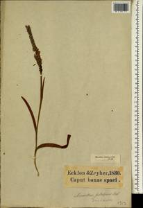 Micranthus tubulosus (Burm.f.) N.E.Br., Africa (AFR) (South Africa)