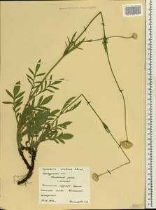 Cephalaria uralensis (Murray) Roem. & Schult., Eastern Europe, Eastern region (E10) (Russia)
