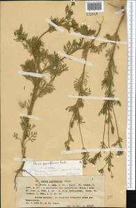 Adonis vernalis L., Middle Asia, Western Tian Shan & Karatau (M3) (Kazakhstan)