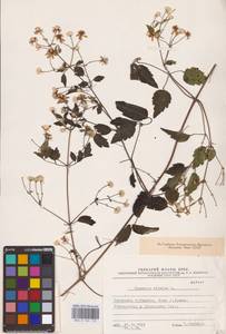 Clematis vitalba L., Eastern Europe, North Ukrainian region (E11) (Ukraine)