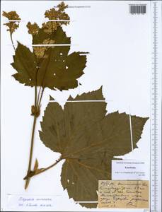Filipendula camtschatica (Pall.) Maxim., Siberia, Chukotka & Kamchatka (S7) (Russia)