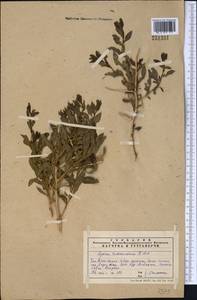 Lycium depressum Stocks, Middle Asia, Western Tian Shan & Karatau (M3) (Kazakhstan)