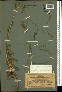Astrodaucus orientalis (L.) Drude, Caucasus, Azerbaijan (K6) (Azerbaijan)