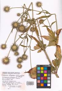 Dipsacus strigosus Willd., Eastern Europe, Lower Volga region (E9) (Russia)