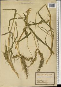 Echinochloa crus-galli (L.) P.Beauv., Caucasus, Georgia (K4) (Georgia)