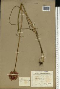 Allium rotundum L., Eastern Europe, North Ukrainian region (E11) (Ukraine)