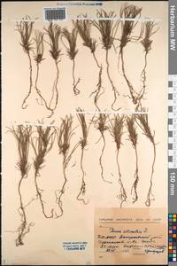 Pinus sylvestris L., Siberia, Baikal & Transbaikal region (S4) (Russia)