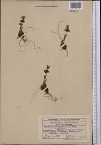 Saxifraga flagellaris subsp. flagellaris, Middle Asia, Western Tian Shan & Karatau (M3) (Kyrgyzstan)