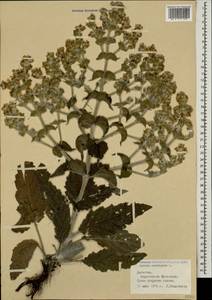 Salvia aethiopis L., Caucasus, Dagestan (K2) (Russia)