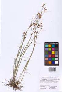 Eremogone saxatilis (L.) Ikonn., Eastern Europe, Central region (E4) (Russia)