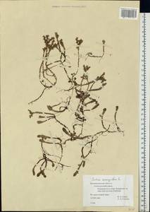 Sedum sexangulare L., Eastern Europe, North-Western region (E2) (Russia)